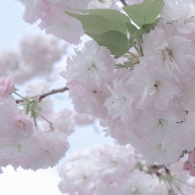 兽设花海场景设计福瑞群